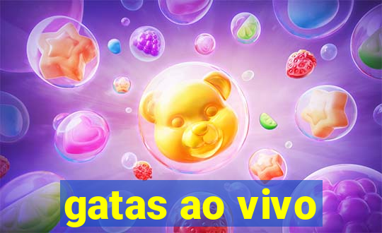 gatas ao vivo